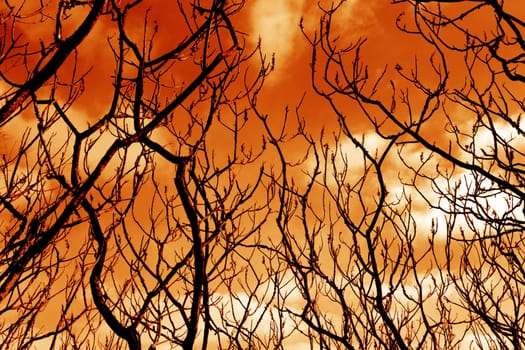 Ominous barren tree branches set against rich orange sky.