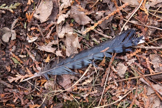 The feather of a blue jay sitting on the forest floor.