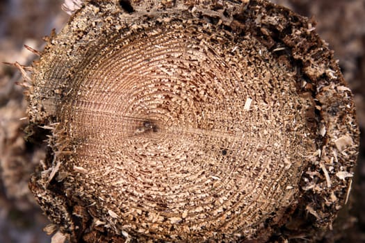 The cross section of a cedar tree stump.
