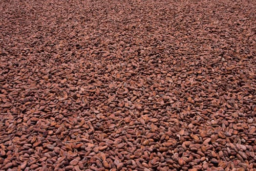 Raw cocoa beans background