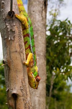 Panther chameleon, endemic from Madagascar