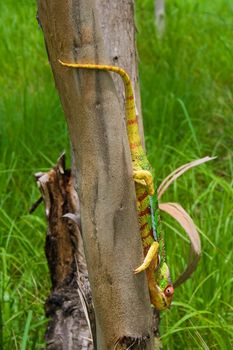 Panther chameleon, endemic from Madagascar