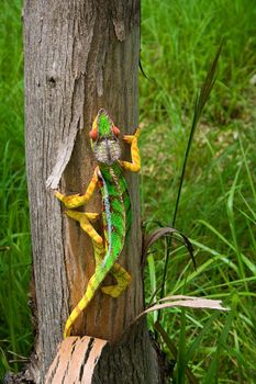 Panther chameleon, endemic from Madagascar