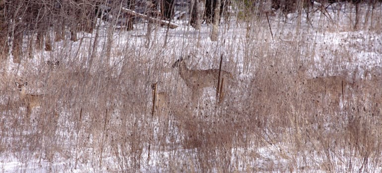 Five deer are hidden, via camouflage, by vegetation in a field.