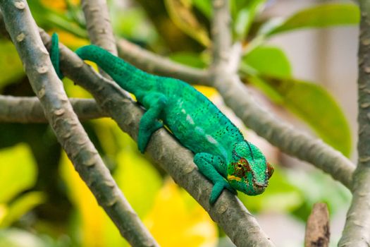 Panther chameleon, endemic from Madagascar