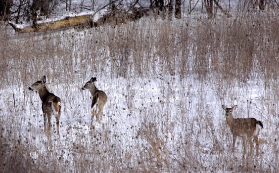 Three white-tailed deer (Odocoileus virginianus) in a snow covered field, in Ontario, Canada.
