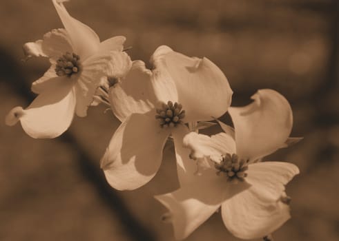 Dogwood blooms shown closeup during the spring of the year. Shown in sepia tone
