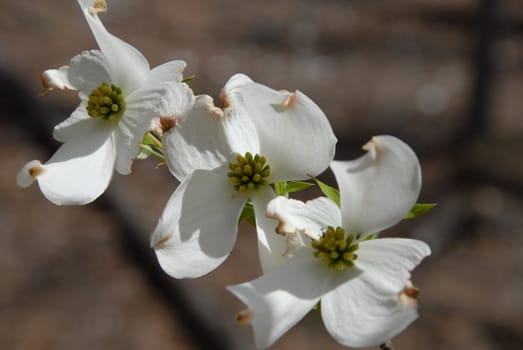 Dogwood blooms shown closeup during the spring of the year