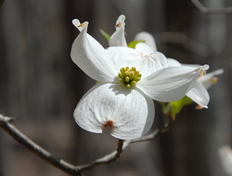 Dogwood blooms shown closeup during the spring of the year