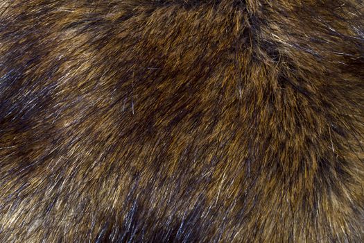 Background of lynx fur closeup 
