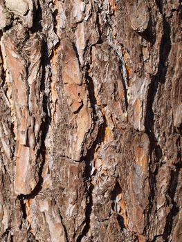 close up of pine tree bark