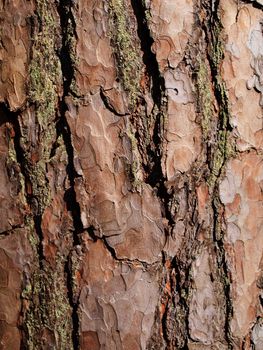 close up of pine tree bark