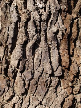 close up of hornbeam tree bark 