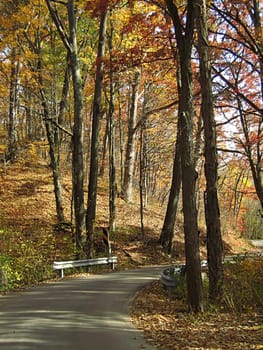 A photograph of a road in autumn.