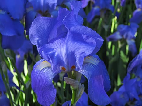 A photograph of a blue flower in a field.