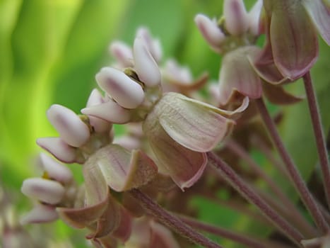 A photograph of a pink flower in a field.