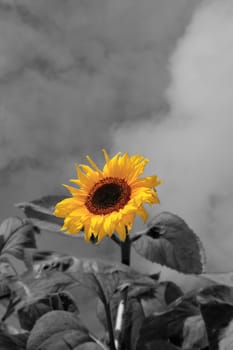 a tall sunflower against a beautiful cloudy sky in black and white with head of flower in yellow