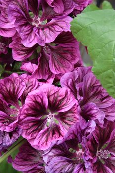 a beautiful bunch of purple flowers in an irish garden
