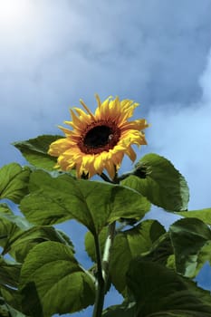a tall sunflower with bee against a beautiful blue cloudy sky