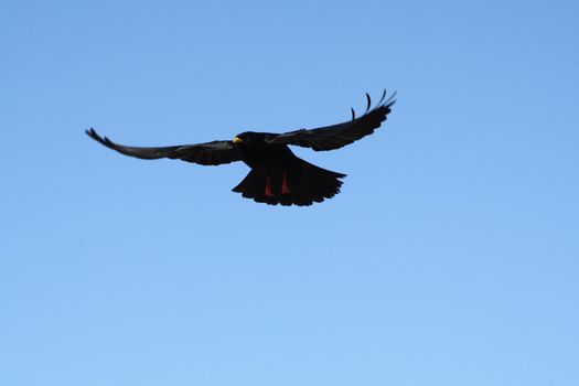 A black crow flies at the blue sky 