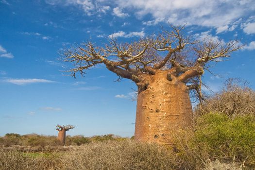 Baobab trees from Andavadoaka, Madagascar