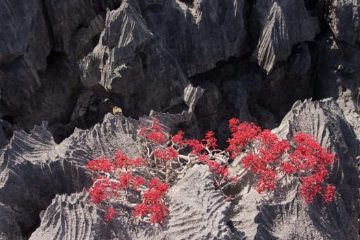 Tsingy, geologic erosion of Ankarana, Madagascar