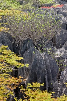 Tsingy, geologic erosion of Ankarana, Madagascar