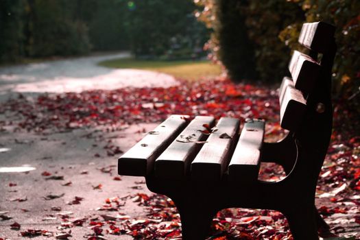 Bench in the park on a sunny day 