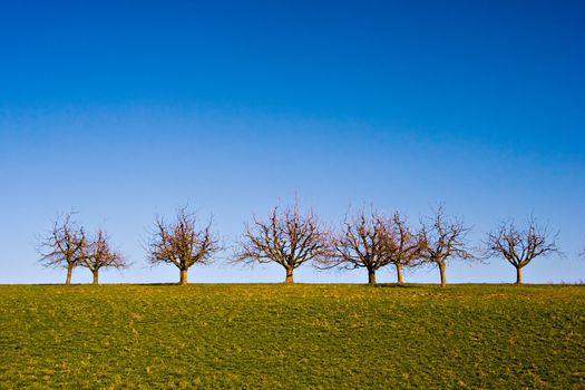 Lined-up trees on a grass field with deep blue sky.