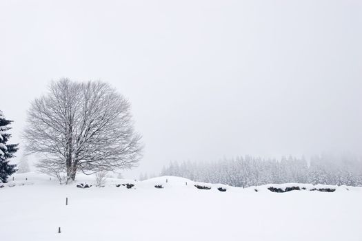 Photo of winter landscape. Trees in snow on winter time. Switzerland, Europe