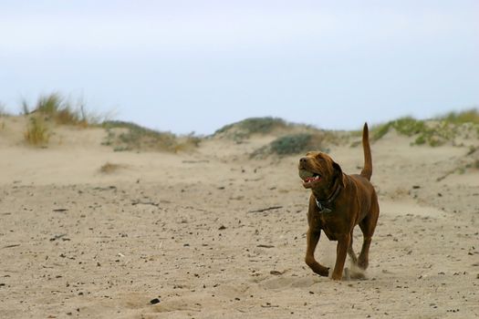 Brown dog retrieving a ball at the beach.
