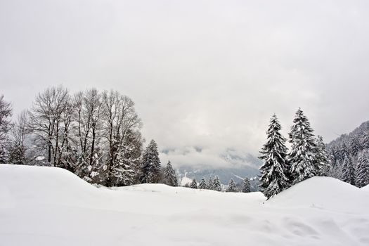 Photo of winter landscape. Trees in snow on winter time. Switzerland, Europe