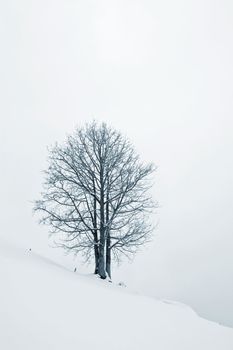 A lonely tree, on a snow field, with mist.