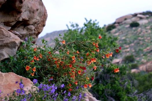 Wildflowers in the Santa Susana Mountains