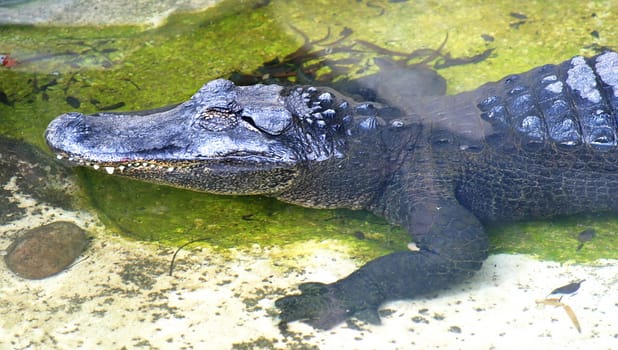 American Alligator resting in in a small pool