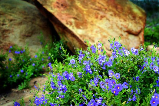 Wildflowers in the Santa Susana Mountains