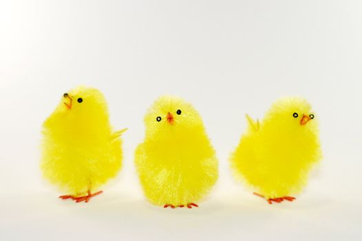 Three little yellow easter chicken singing infornt of a white background