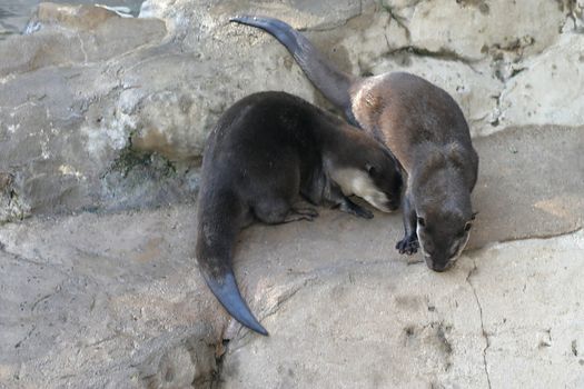 Otters are amphibious carnivorous mammals. With 13 species in 7 genera, otters have an almost worldwide distribution.