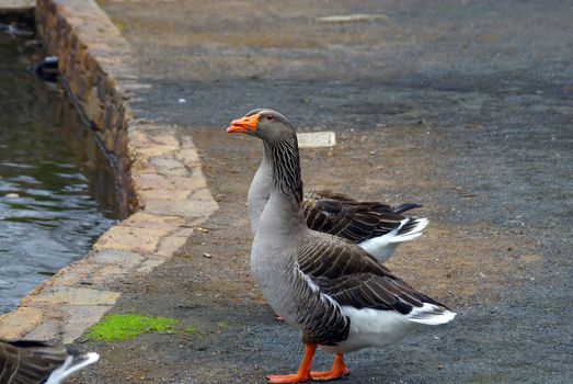 Two ducks ready to take a plunge into the water