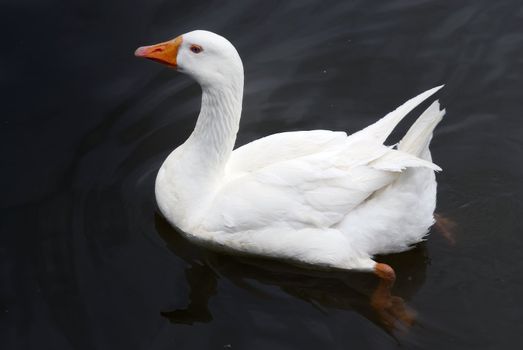 A white duck peacefully swimming in water
