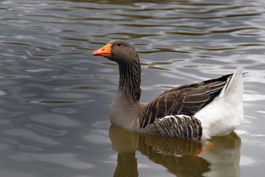 A gray duck peacefully swimming in water