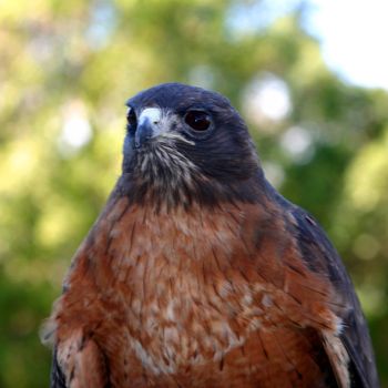 The Red Tailed Hawk is a medium sized bird. You can find it from Alaska down to Panama.