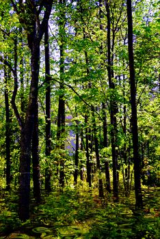 Green tree foliage with cool reflections on the water