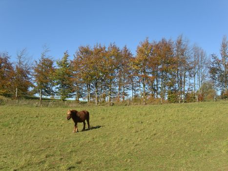 Brown horse standing on a meadow