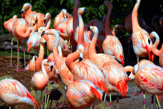 A flock of flamingos on a bright sunny day