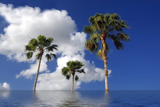 Palm tree against sunny sky with clouds concept of vacation