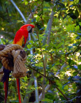 Solitary macaw on a branch of a tree