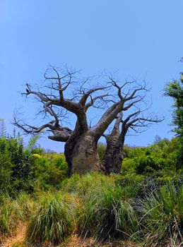 Old Barren Tree isolated against a blue sunny sky