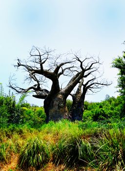 Old Barren Tree isolated against a blue sunny sky