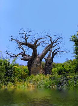 Old Barren Tree isolated against a blue sunny sky